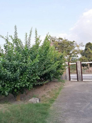 House and Lot FOR SALE with 2 access road near School at Naguilian, La Union