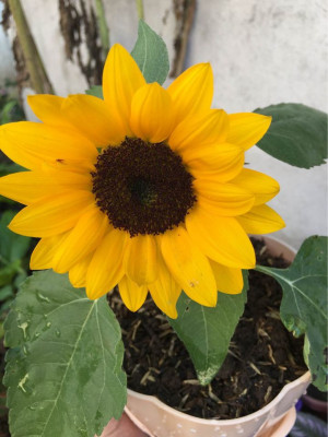 dwarf sunflower for sale
