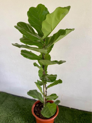 Giant Fiddle Leaf Fig
