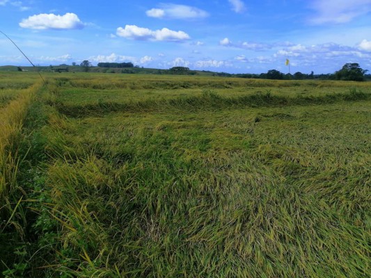 Rice field