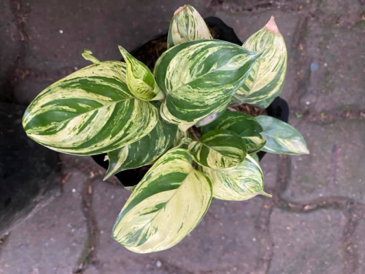 Calathea for sale