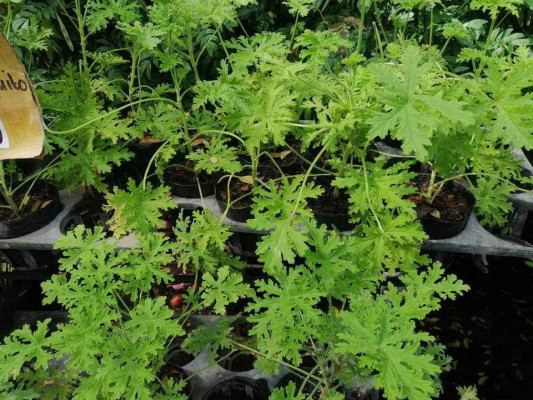 Malvarosa herbs Anti- Mosquito Plant