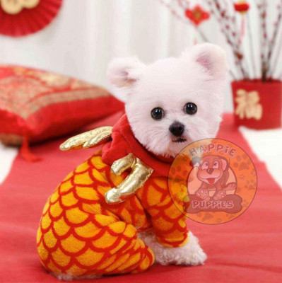 Chinese New Year Dragon Pet Hoodie Dog Cat Clothes Costume CNY Dress Tee Shirt