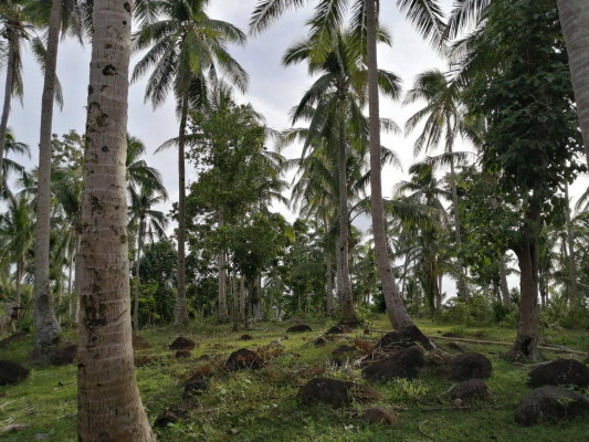 Coconut Farm in Cagbacong, Pilar, Sorsogon Land For Sale