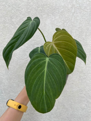 Philodendron Glorious