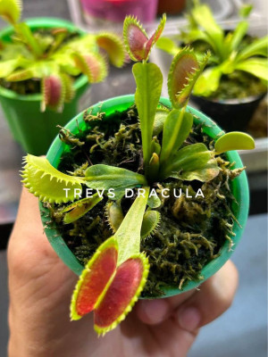 Venus Flytraps