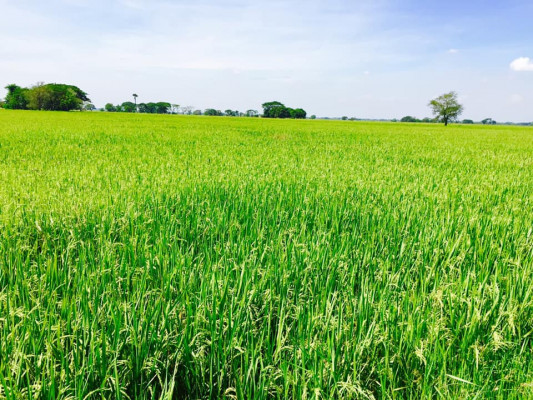 Rice Field Farm For Sale