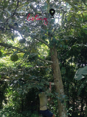 FARMLOT FOR SALE AT MACO DAVAO DE ORO