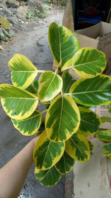 Lemon lime rubber plant