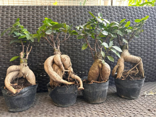 Ficus Ginseng Bonsai