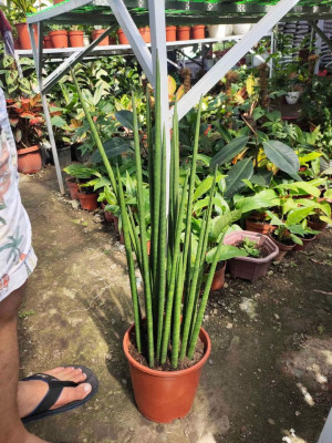 Indoor plants