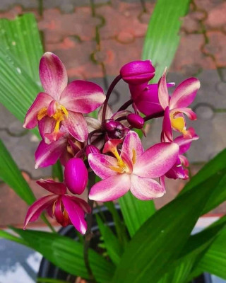 Ground Orchids seedlings