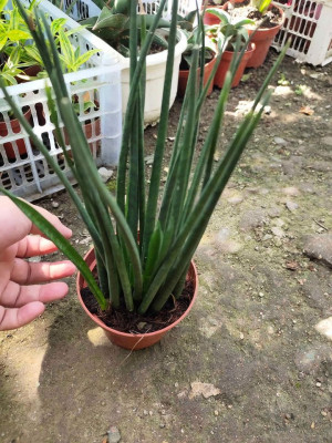 Indoor plants