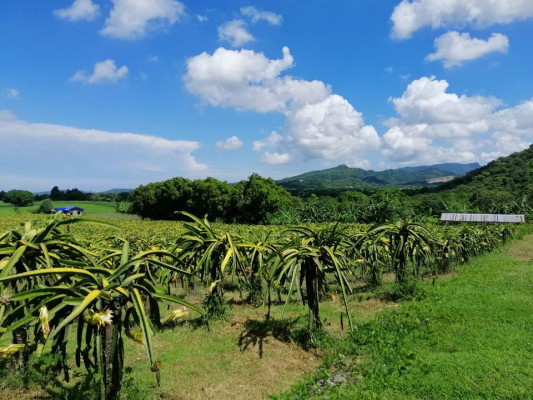 Dragon Fruits Farm