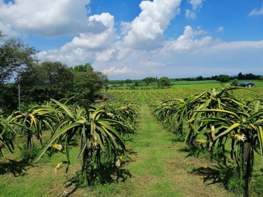 Dragon Fruits Farm
