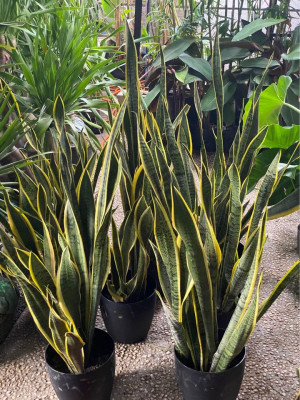 magnificum large size and assorted plants for sale on hand