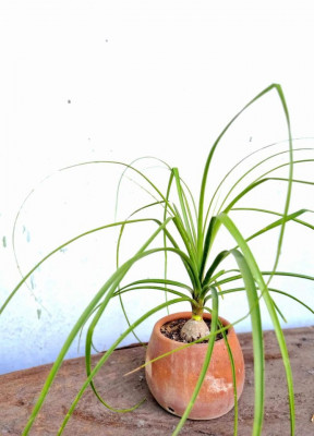 Potted PONYTAIL PALM