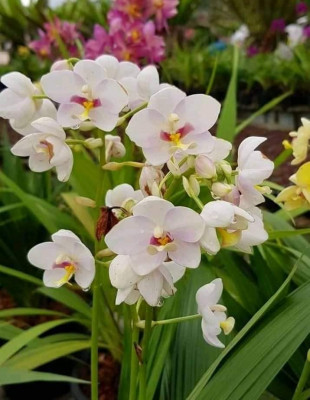 Ground Orchids seedlings