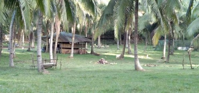 Farm Lot - Cuenca, Batangas