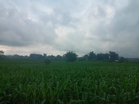 Farmlot for sale at SANJOSE