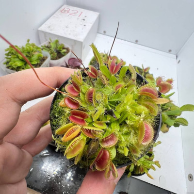 The brand new 500 pesos Venus flytrap is now available i