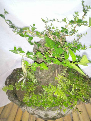Argao bunsai tree