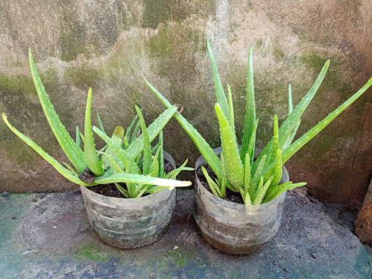 Aloe Vera Plant