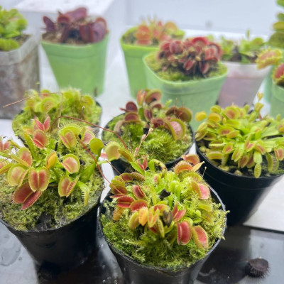 The brand new 500 pesos Venus flytrap is now available i