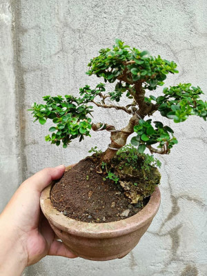 Bonsai