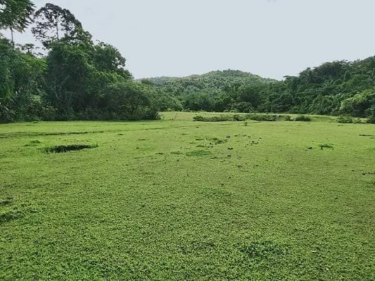 Lot for sale with falls and sapa