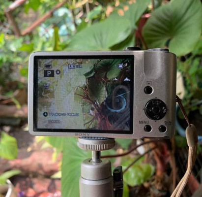 Sony Sony 16.1 MP DSC-H70 Digital Camera