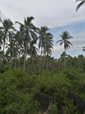 Coconut Farm in Cagbacong, Pilar, Sorsogon Land For Sale
