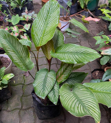 Calathea for sale