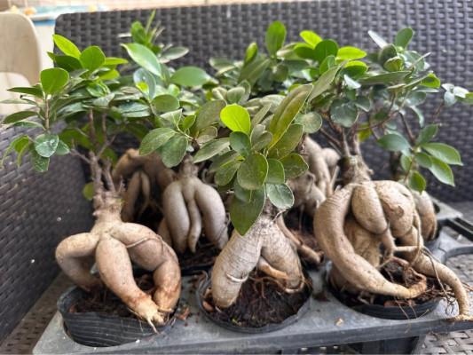 Ficus Ginseng Bonsai