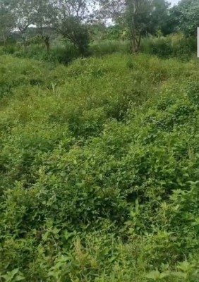 Residential Farm Lot - Infanta, Quezon