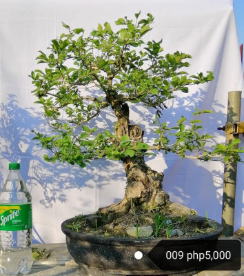 Bonsai sa Gensan