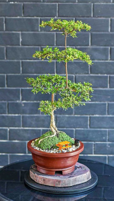 BONSAI FOR SALE