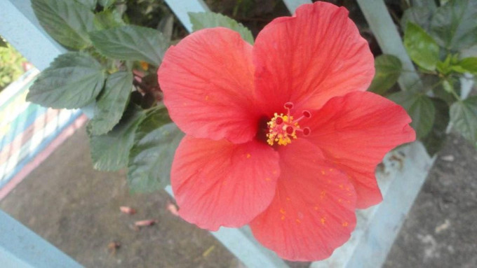 SONY CYBERSHOT DSC W350