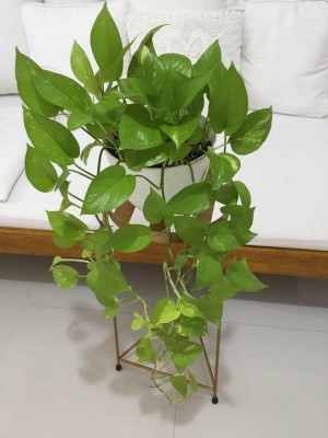 Lush and Trailing Neon Pothos