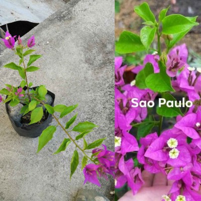 Bougainvillea