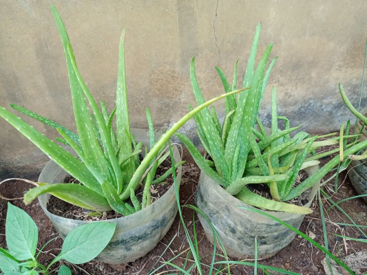 Aloe Vera Plant