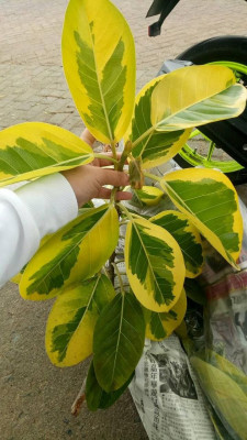 Lemon lime rubber plant