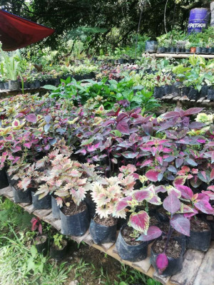 Plants for sale