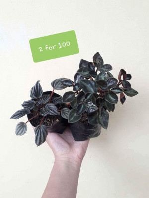 Peperomia Varieties 50-100 only