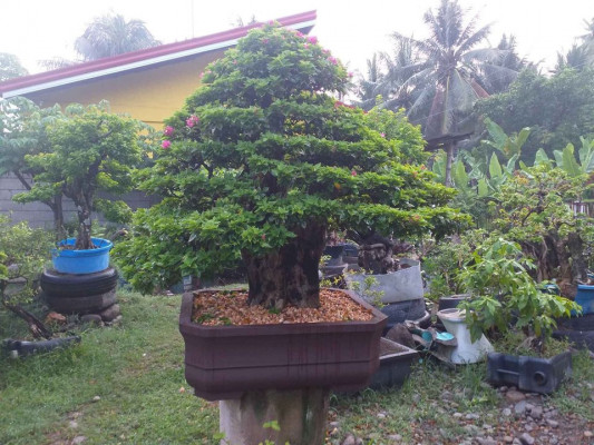 For sale For bonsai lovers