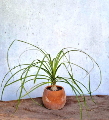 Potted PONYTAIL PALM