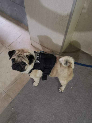 FOR SALE TACTICAL VEST FOR YOUR PETS