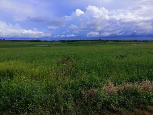 Rice field for sale..