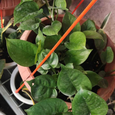 Pothos variety