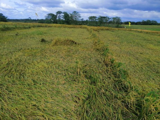 Rice field